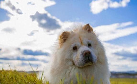鼎冠策略资 狗狗临走前必做的几件事，主人看完泪流满面，你家狗狗做了吗？