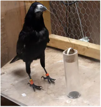 大咖配资 只有人类会使用工具？其实，动物们早就在用了