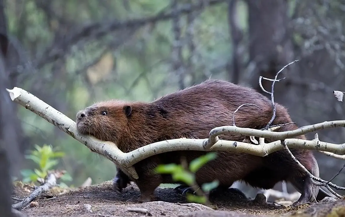 牛360配资 有没有什么动物是因为自己的愚蠢而死的？河狸应该能拔得头筹吧？